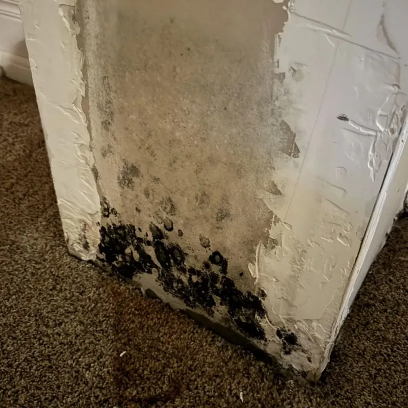 Professional Mold Removal in Mineral Wells, WV